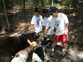 Camp Activities nature